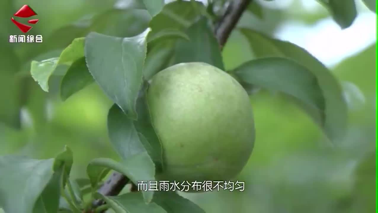 翁源三華李即將成熟上市 農技人員指導管理