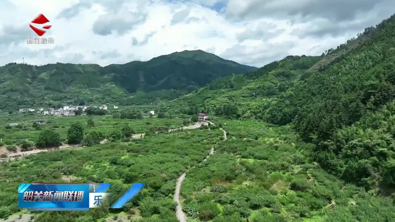樂昌黃金柰李預計7月15日起陸續(xù)上市