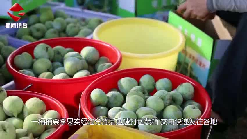 仁化：千畝柰李種植基地采摘熱 直播團隊線上忙