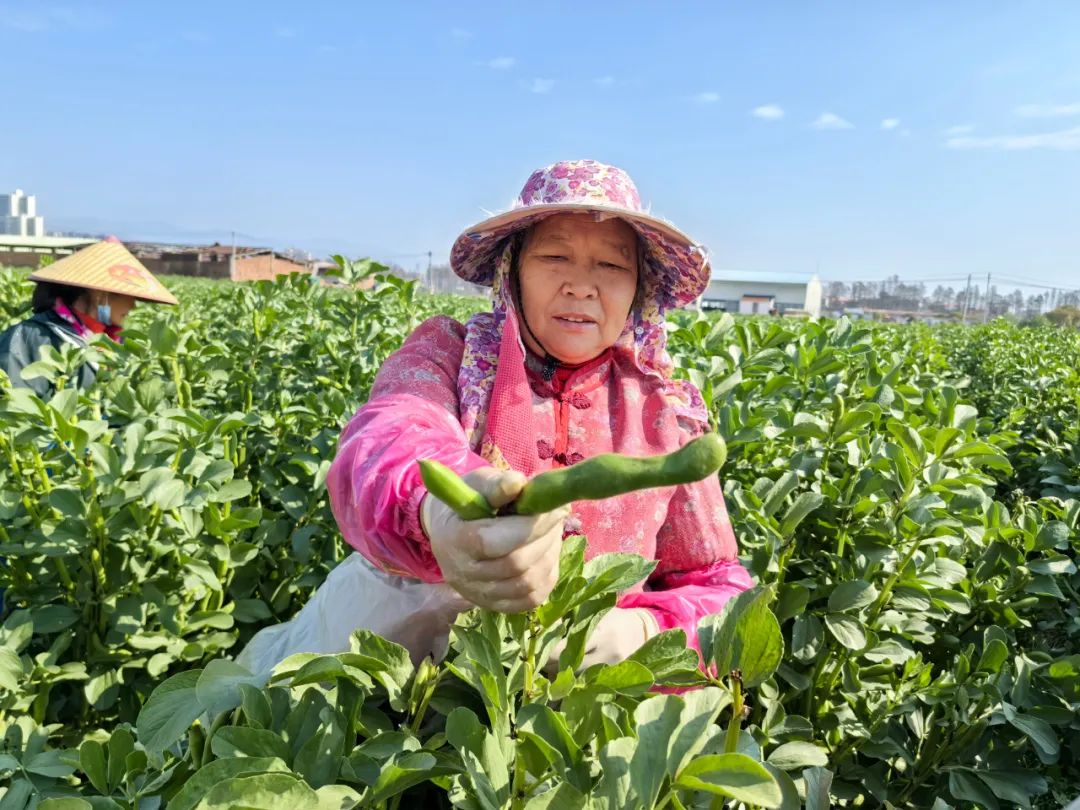 “豆”你開心 這個省級蔬菜產業(yè)園的蠶豆寶寶長大了