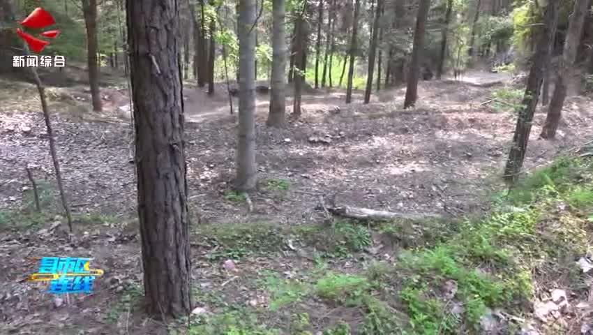 始興：三百畝赤松茸進入采摘期