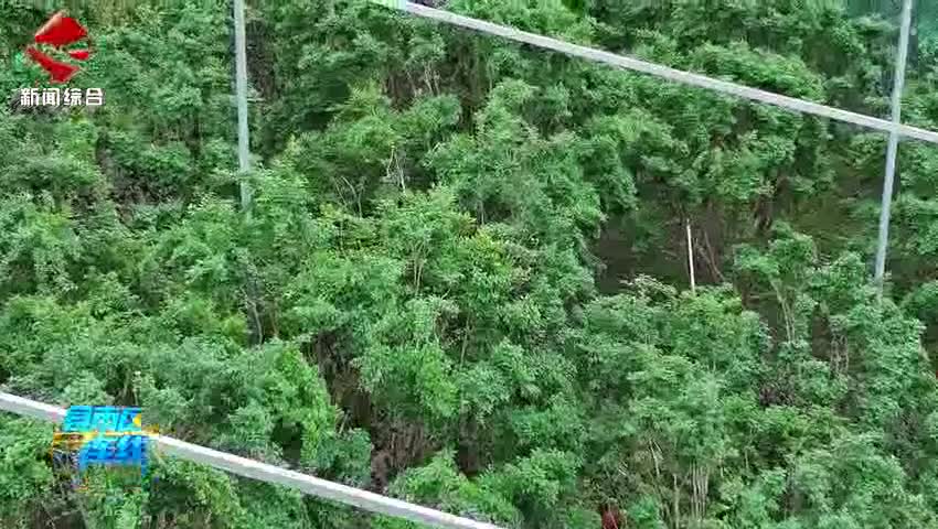 翁源嘉寶果新鮮上市 采摘正當時