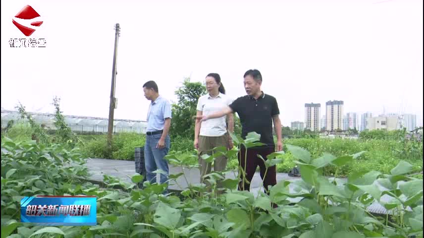 南雄連續(xù)15年開(kāi)展大豆品種區(qū)域試驗(yàn) 助力糧食安全